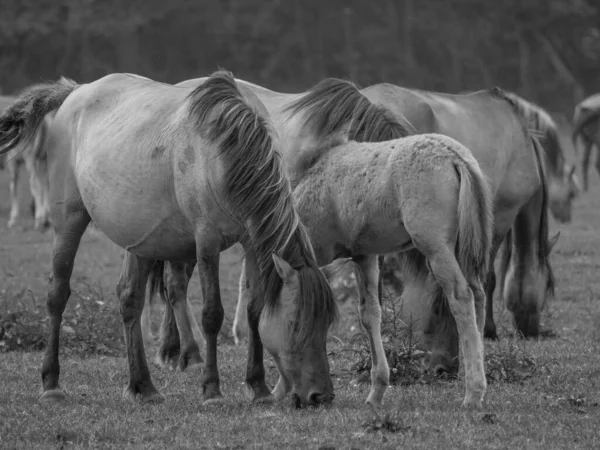 Almanya Vahşi Atlar — Stok fotoğraf