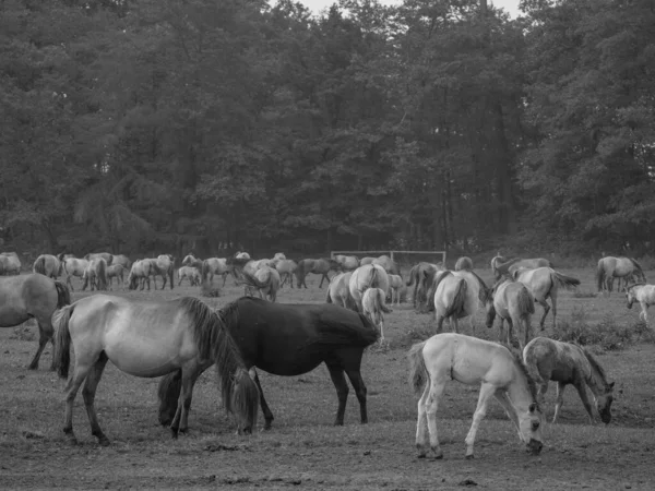 Cavalos Selvagens Alemanha — Fotografia de Stock