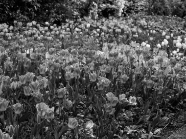 Büyük Britanya 'daki Londra şehri.
