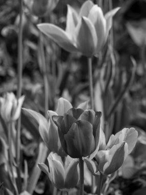 Büyük Britanya 'daki Londra şehri.