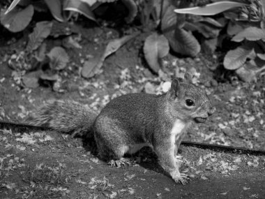 Büyük Britanya 'daki Londra şehri.