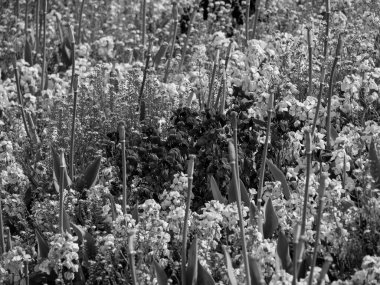 Büyük Britanya 'daki Londra şehri.