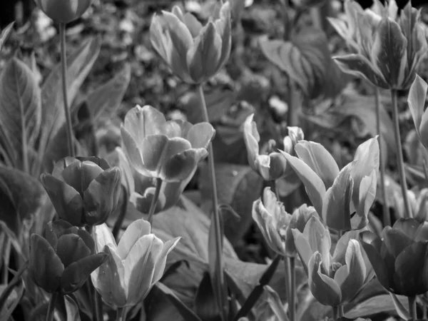 Büyük Britanya 'daki Londra şehri.