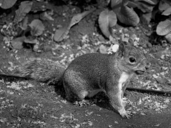 Büyük Britanya 'daki Londra şehri.
