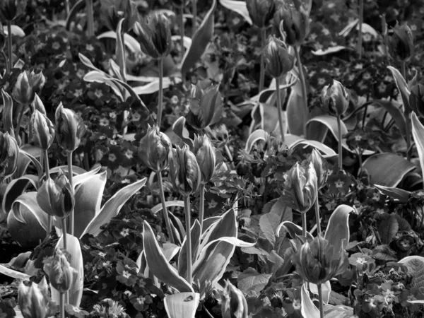 Büyük Britanya 'daki Londra şehri.