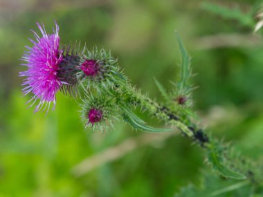 Hollanda 'daki Doesburg şehri.