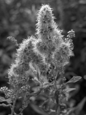 Norveç 'in güzelliği