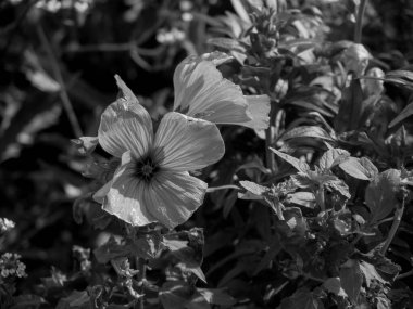 Norveç 'te gemi yolculuğu