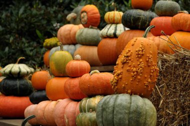 Alman Bahçe kabaklar