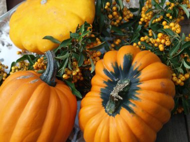 Alman Bahçe kabaklar