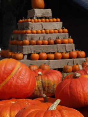 Alman Bahçe kabaklar