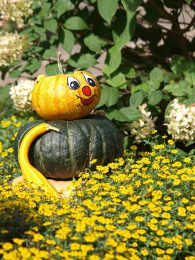 Alman Bahçe kabaklar