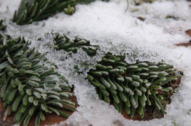 kış döneminde Bahçe 