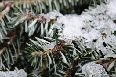 kış döneminde Bahçe 