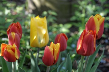 Alman bahçesinde bahar geldi.