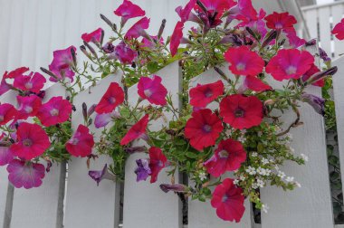 skarhamm at the baltic sea in sweden