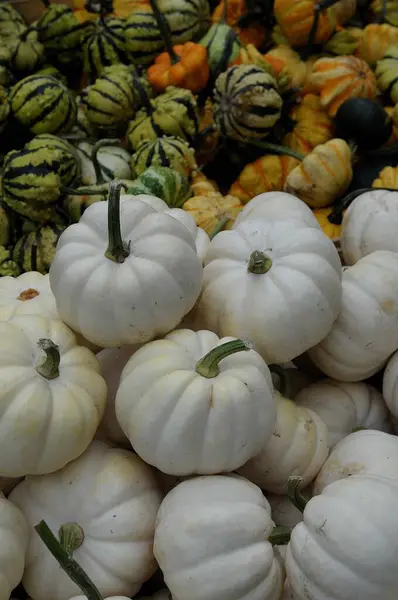 Pumpkins German Garden — Stock Photo, Image