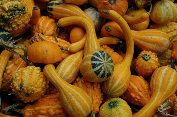 Pumpkins German Garden — Stock Photo, Image