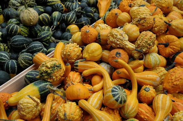 Pumpkins German Garden — Stock Photo, Image