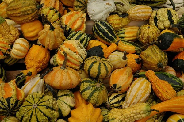 Pumpkins German Garden — Stock Photo, Image