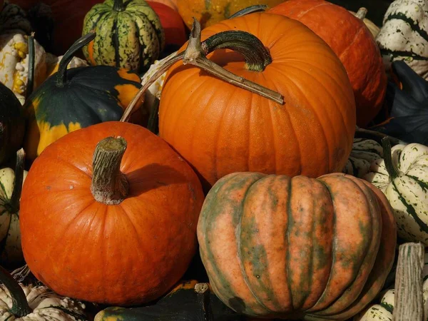 Pompoenen Een Duitse Tuin — Stockfoto