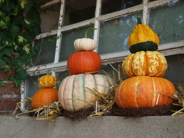 Pumpkins German Garden — Stock Photo, Image