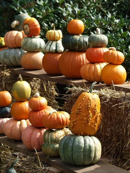 Citrouilles Dans Jardin Allemand — Photo