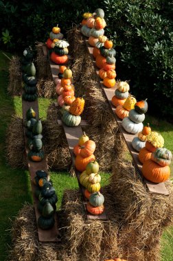 Bahçedeki balkabakları