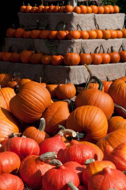 Bahçedeki balkabakları