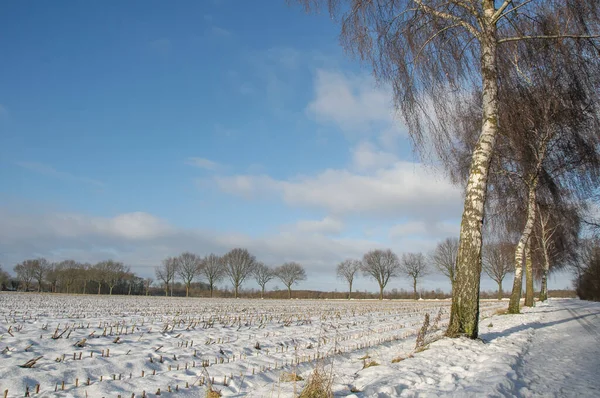 Winterzeit Münsterland — Stockfoto