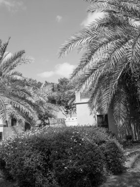 BAE 'deki Abu dhabi şehri.