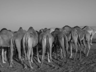 BAE 'deki Abu dhabi şehri.