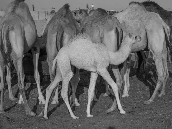 Stad Abu Dhabi Verenigde Arabische Emiraten — Stockfoto