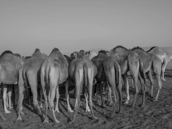 Bae Deki Abu Dhabi Şehri — Stok fotoğraf