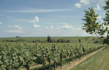 Alman bağlarında üzüm bağları