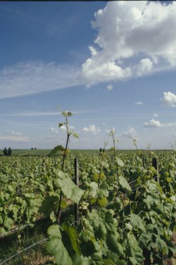 Alman bağlarında üzüm bağları