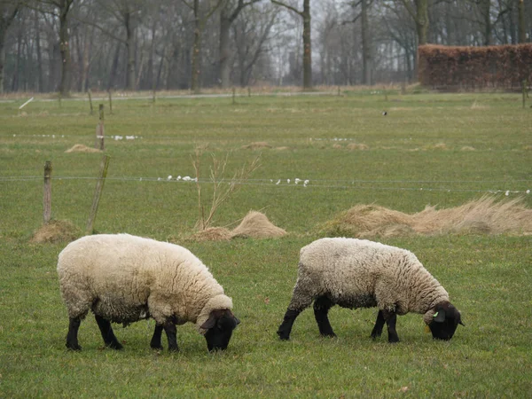 Piesze Wycieczki Schludne Winterswijk Dolnej Części Kraju — Zdjęcie stockowe