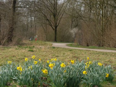 Alman Westphalia 'sında bir gölde bahar zamanı.