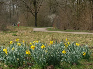 Alman Westphalia 'sında bir gölde bahar zamanı.