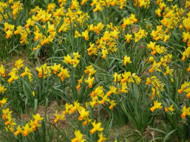 Alman Westphalia 'sında bir gölde bahar zamanı.
