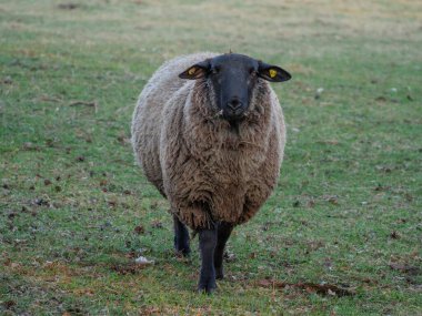 Almanya bir çayır üzerinde koyun