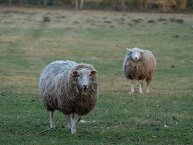 Almanya bir çayır üzerinde koyun