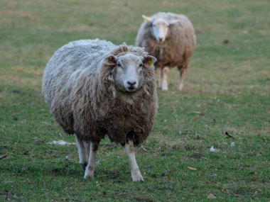 Almanya bir çayır üzerinde koyun