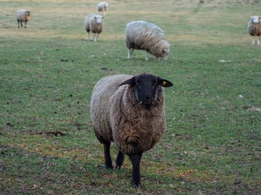 Almanya bir çayır üzerinde koyun