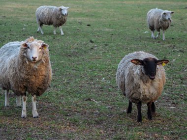 Almanya bir çayır üzerinde koyun