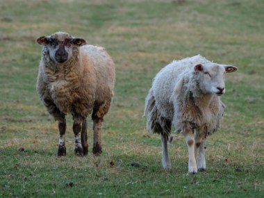 Almanya bir çayır üzerinde koyun