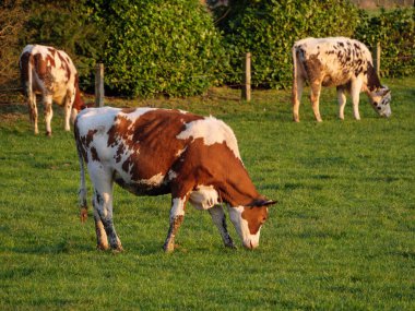 Vestfalya 'da bir çayırda inekler