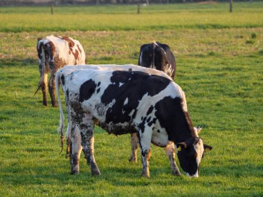 Vestfalya 'da bir çayırda inekler