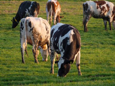 Vestfalya 'da bir çayırda inekler