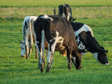 Vestfalya 'da bir çayırda inekler